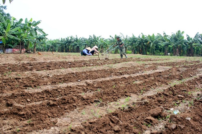 Hàng ngày, ông Được "đen" vẫn cùng hai người vợ chăm chỉ trồng trọt để kiếm miếng ăn nơi bãi bồi sông Hồng